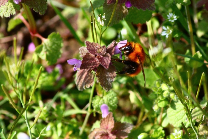 Bombus pascuorum?